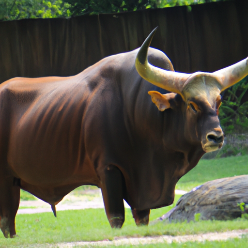a massive bull