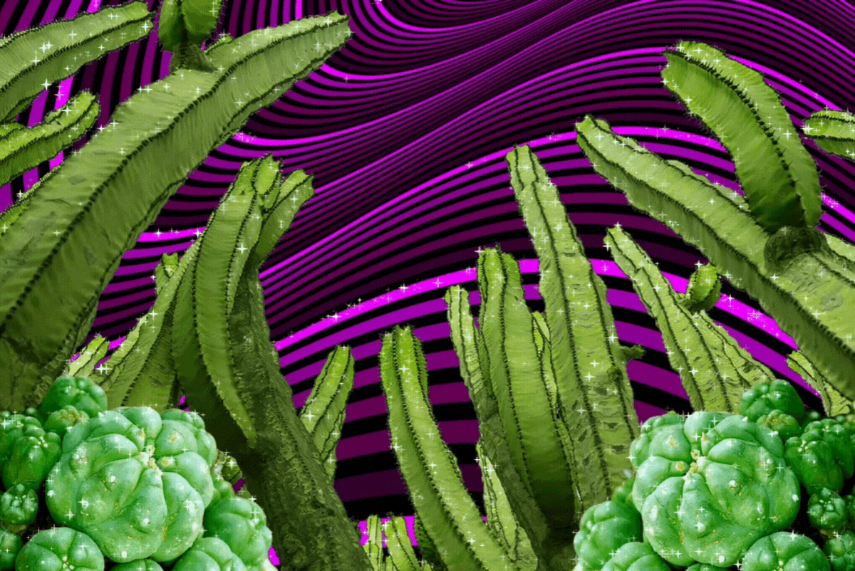 A little something about psychedelic cacti