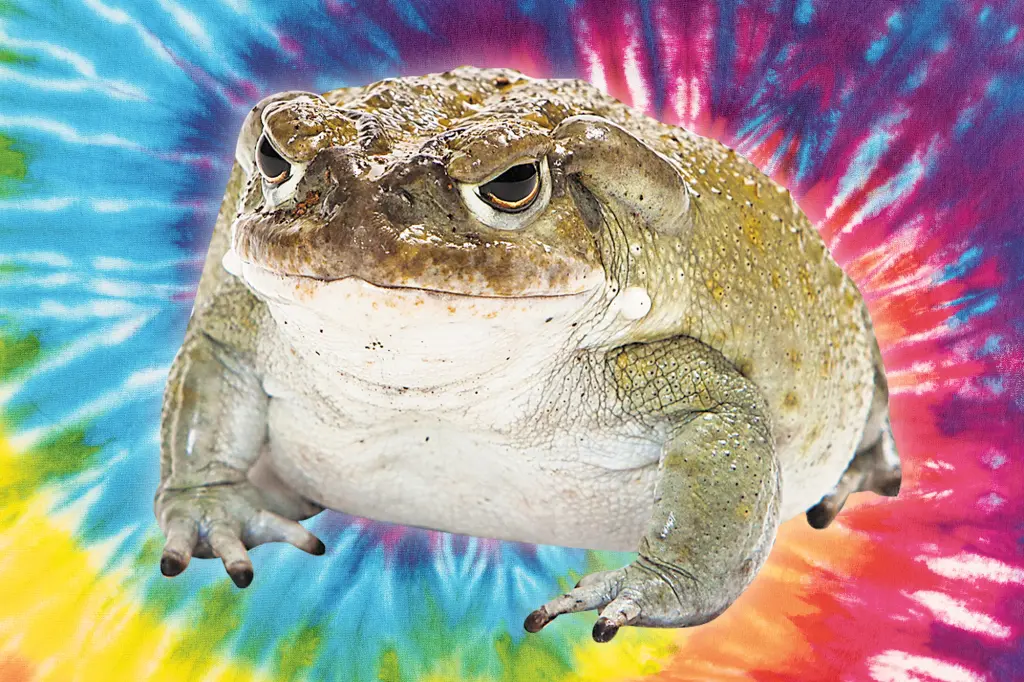The mystery of psychedelic desert toads