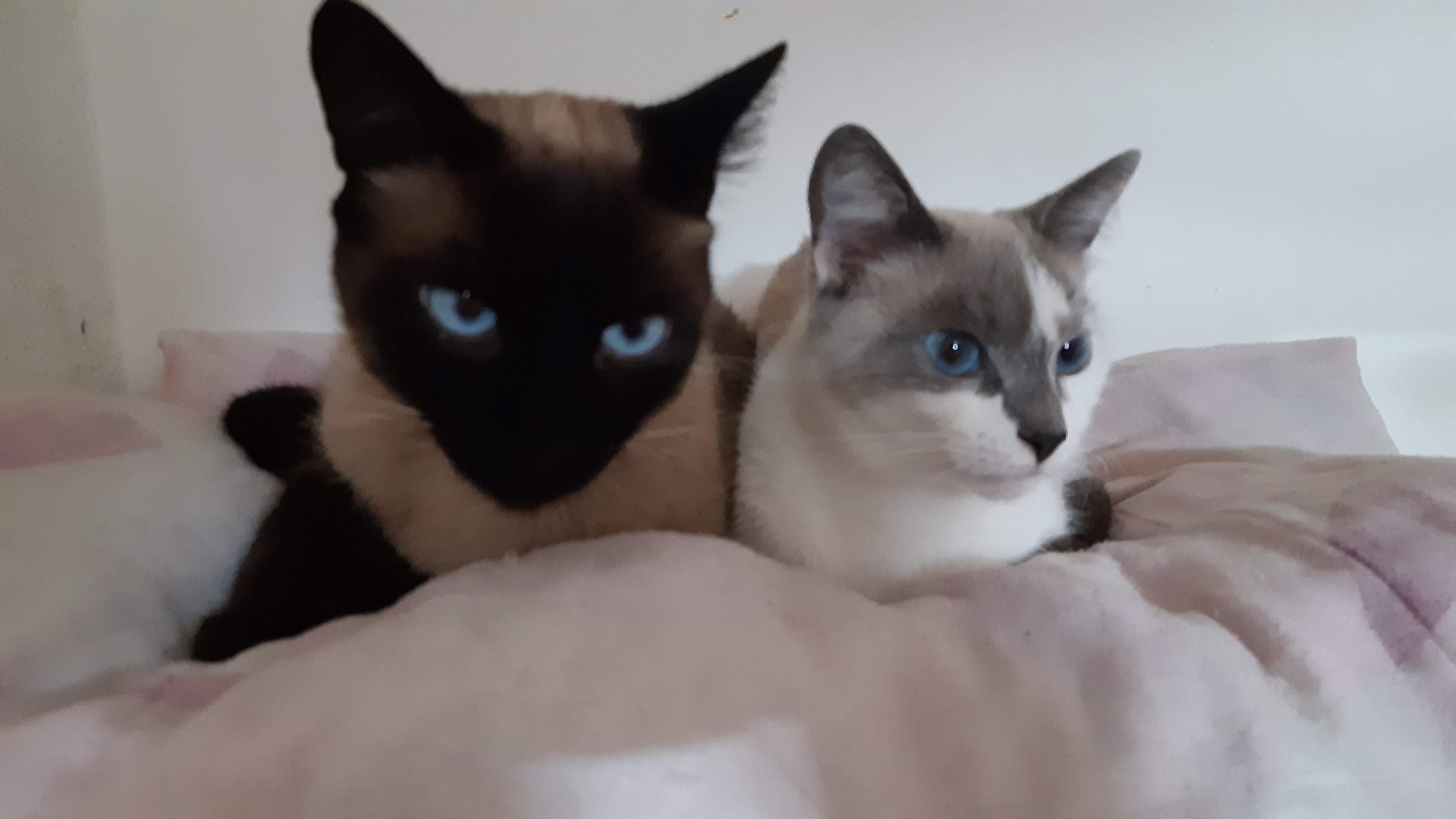Tem um gato ? Então a zcash vai te ensinar a entender a linguagem corporal dos nossos pets