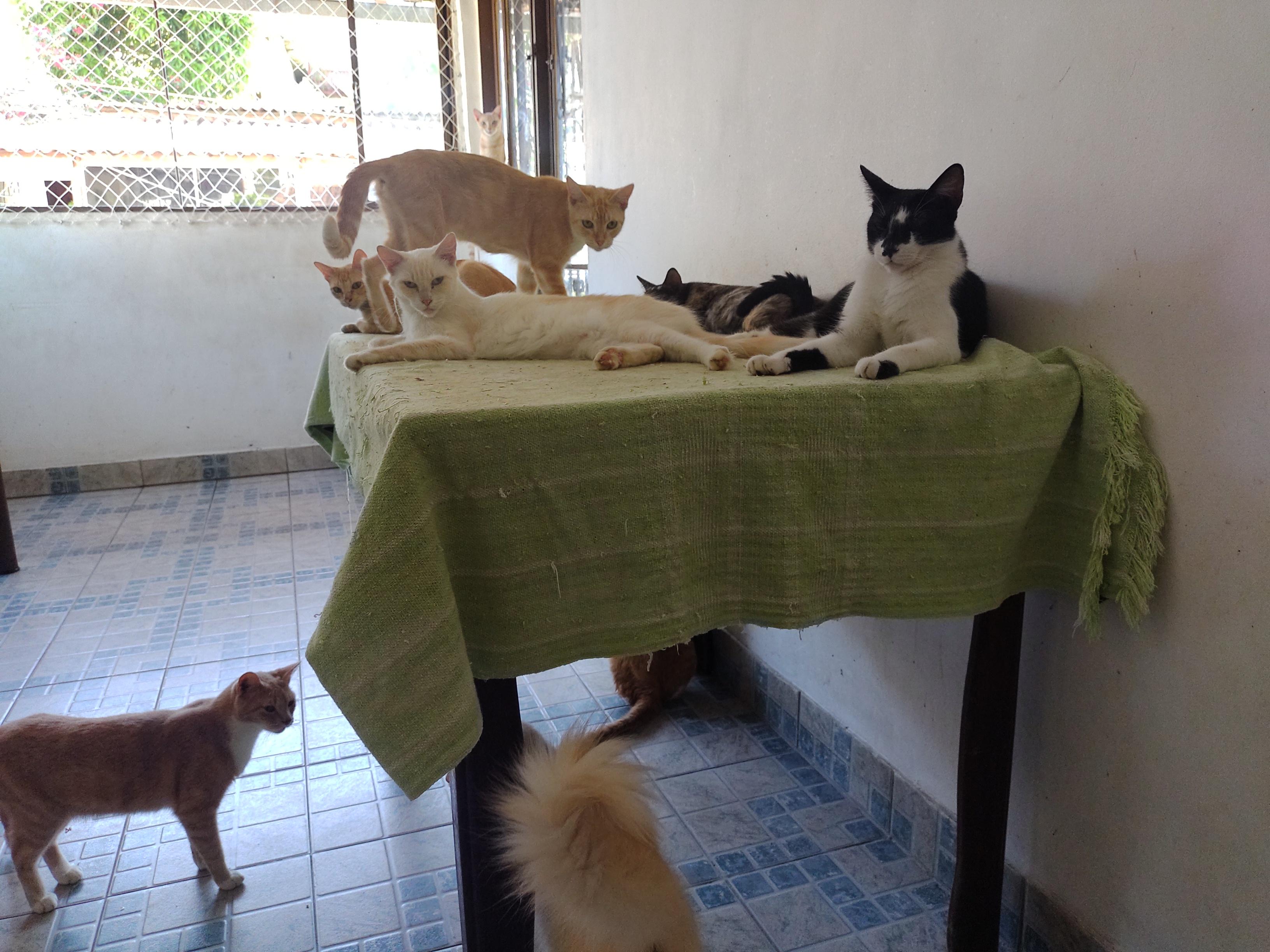 Adote um pet um gatinho😸