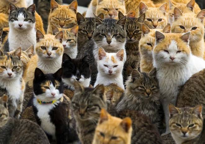HELP BREEDERS IN THIS MISSION SO STRONG AND BEAUTIFUL OUR CHALLENGE IS BIGGER TODAY IS CATS' FOOD COLLECTED IN RIDCO SITUATION