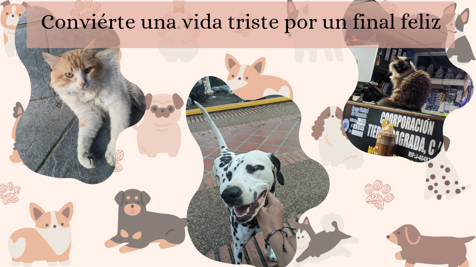 Pet friendly presenta su proyecto (Campamento Digital)