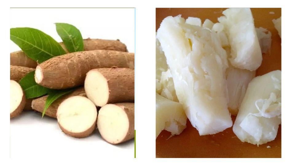 La yuca cosechada y luego cocinada