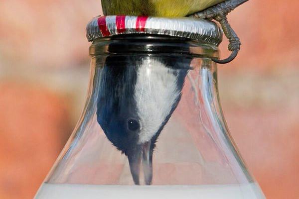 The Post-World War I Milk Bottle Cap Conundrum: How British Birds Learned to Open and Malfunction