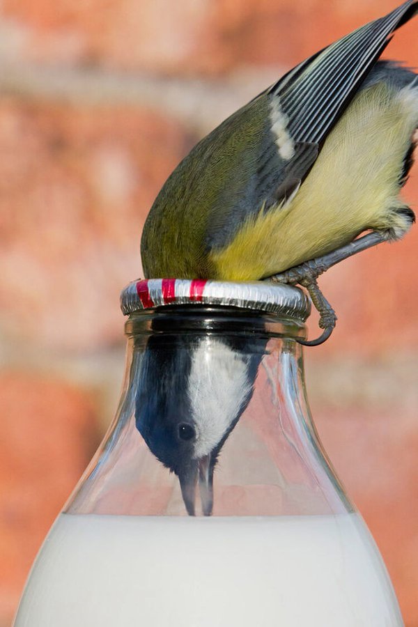 The Post-World War I Milk Bottle Cap Conundrum: How British Birds Learned to Open and Malfunction