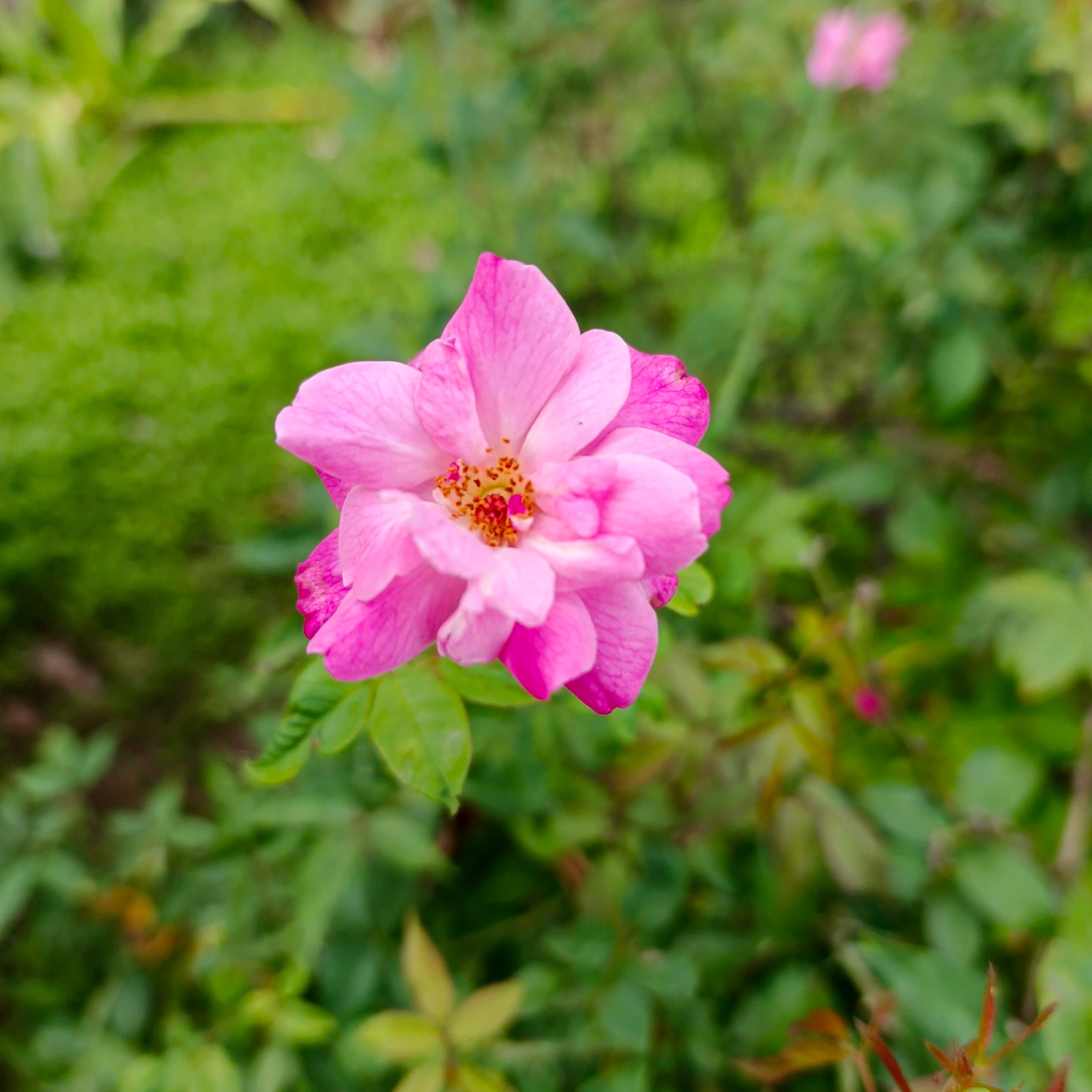 Flores del Campo