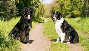 Los perros de don Luis