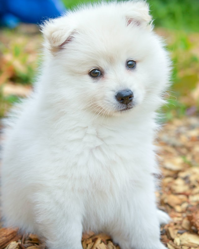 puppy1