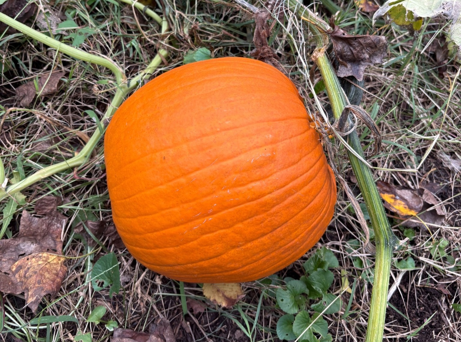 Pumpkins, not just for pie