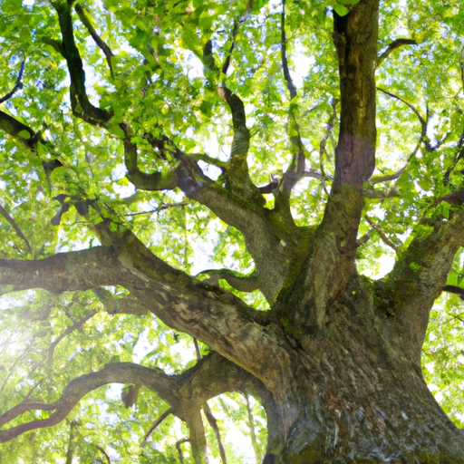 Amazing, beautiful huge oak with a strong trunk and ton of branches, sun shining through green leaves, very inviting